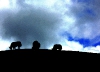 Yaks in Qinghai